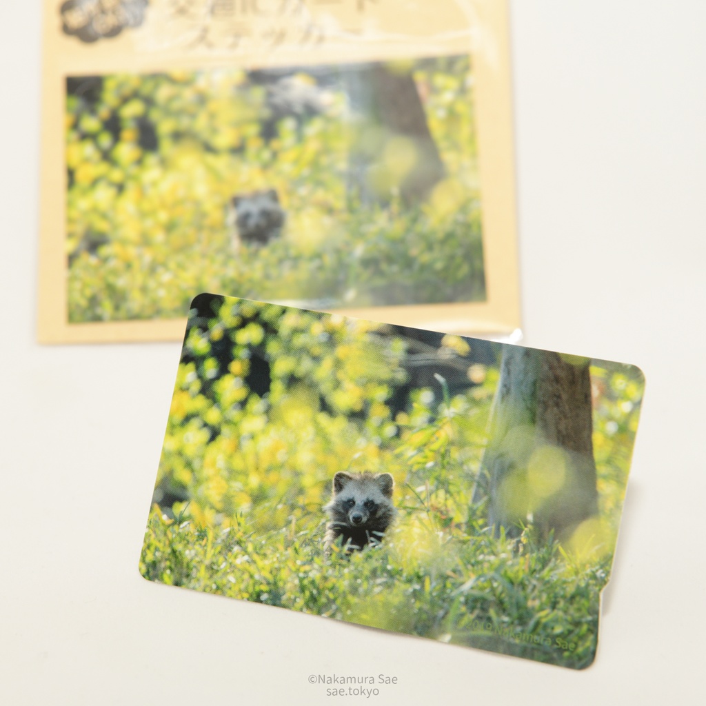 ホンドタヌキの交通ICカードステッカー