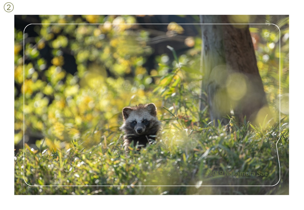 ホンドタヌキの交通ICカードステッカー