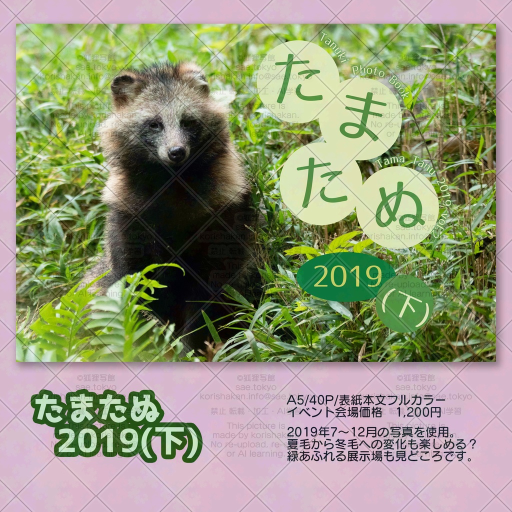 ホンドタヌキ写真集「たまたぬ2019(下)」