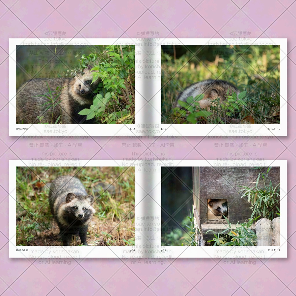 ホンドタヌキ写真集「たまたぬ2019(下)」