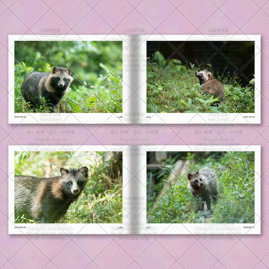 ホンドタヌキ写真集「たまたぬ2019(下)」