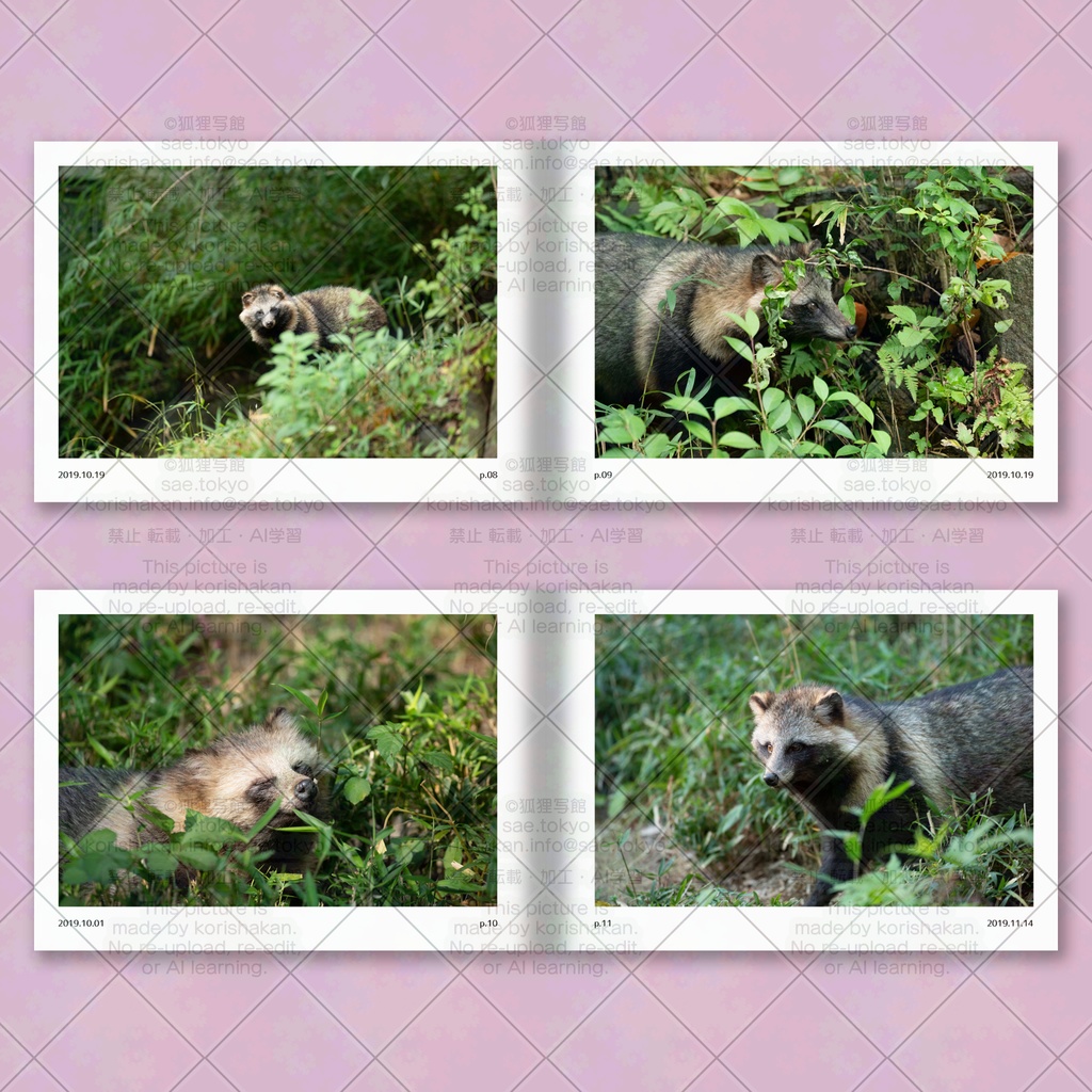 ホンドタヌキ写真集「たまたぬ2019(下)」