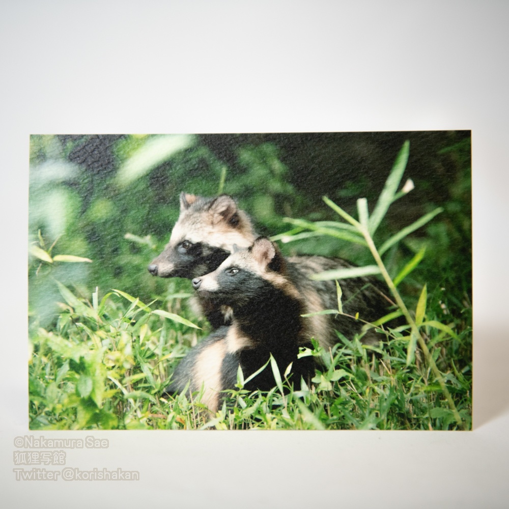 ポストカード(2020年11月新作)