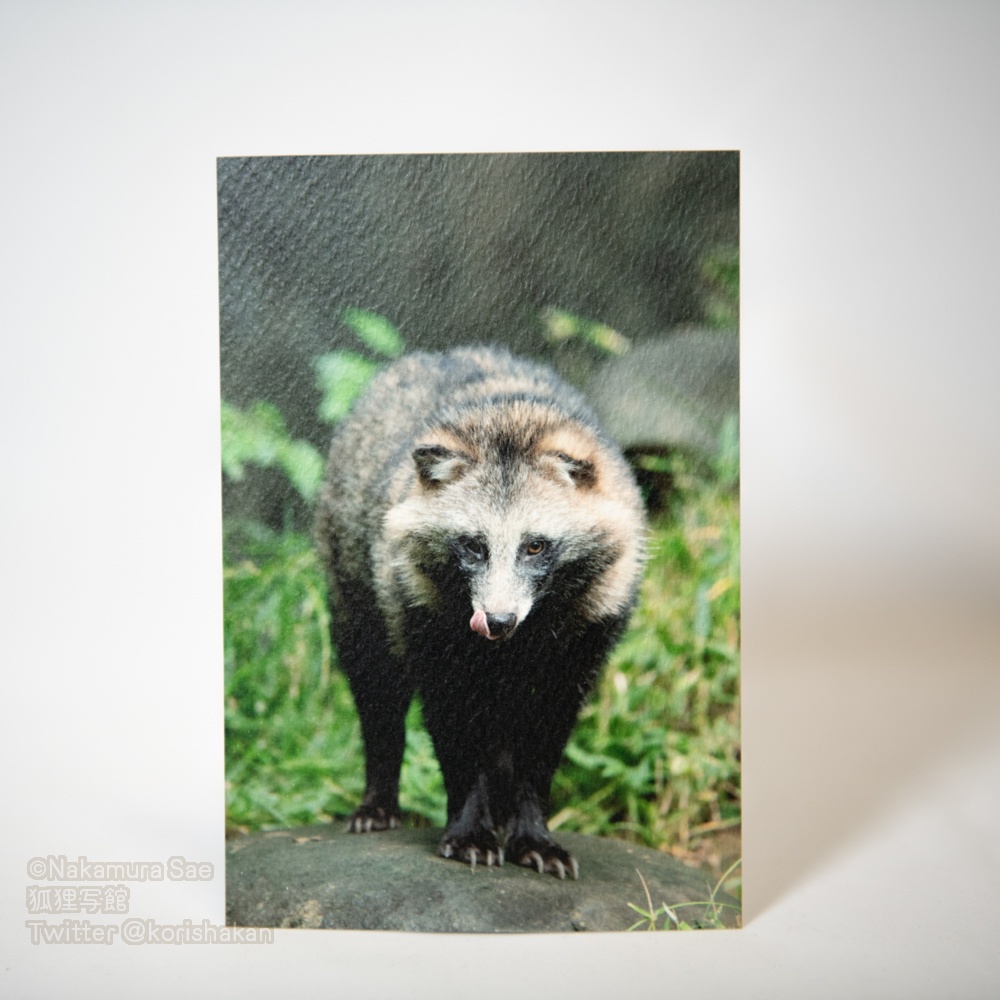 ポストカード(2020年11月新作)