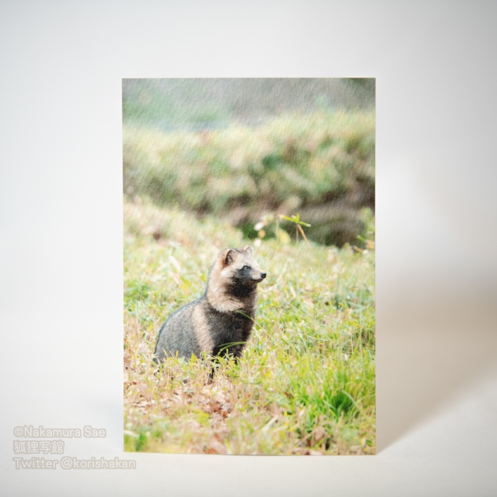 ポストカード(2020年11月新作)