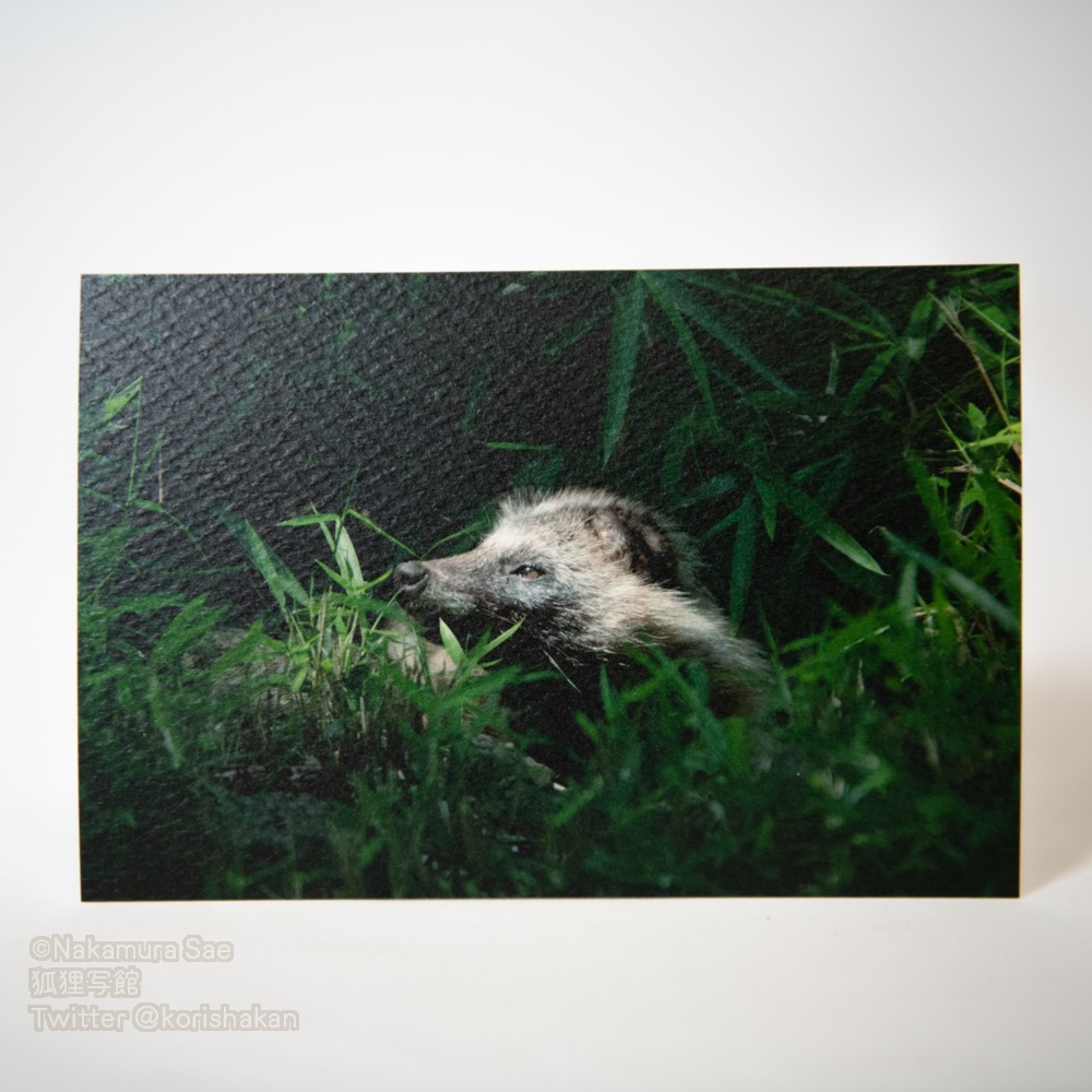 ポストカード(2020年11月新作)