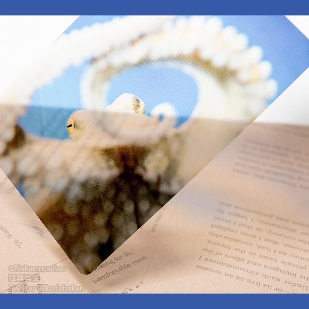 クリアポストカード