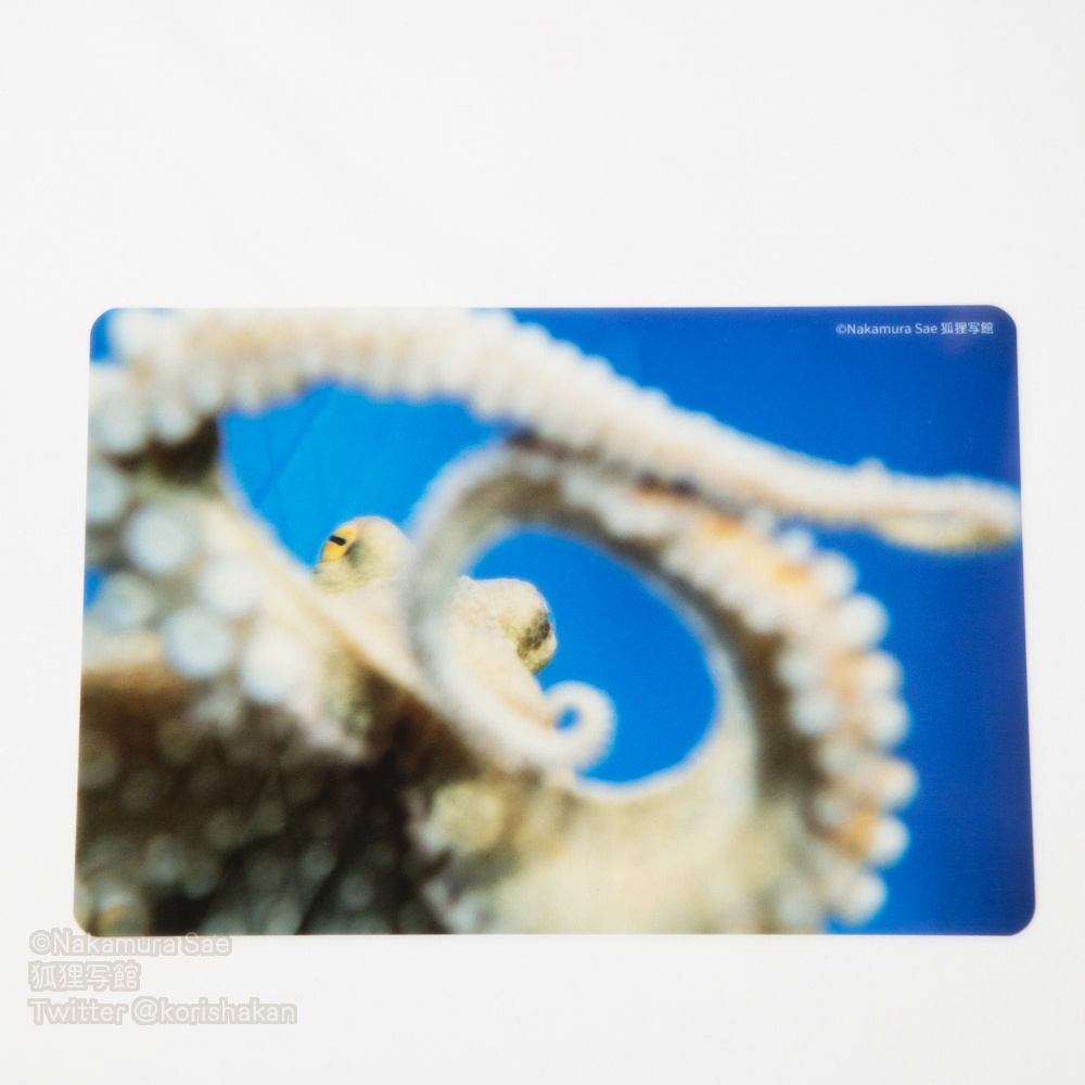 クリアポストカード