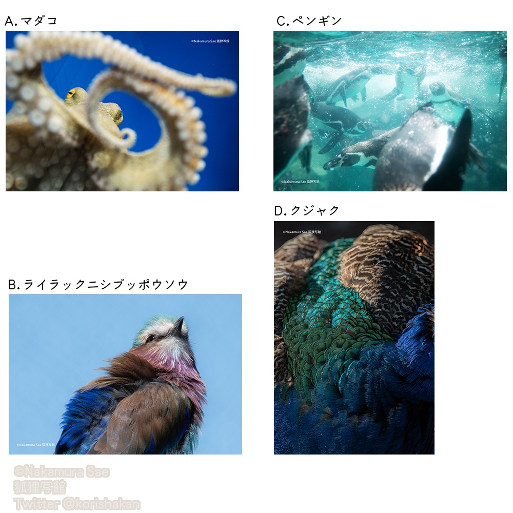 クリアポストカード