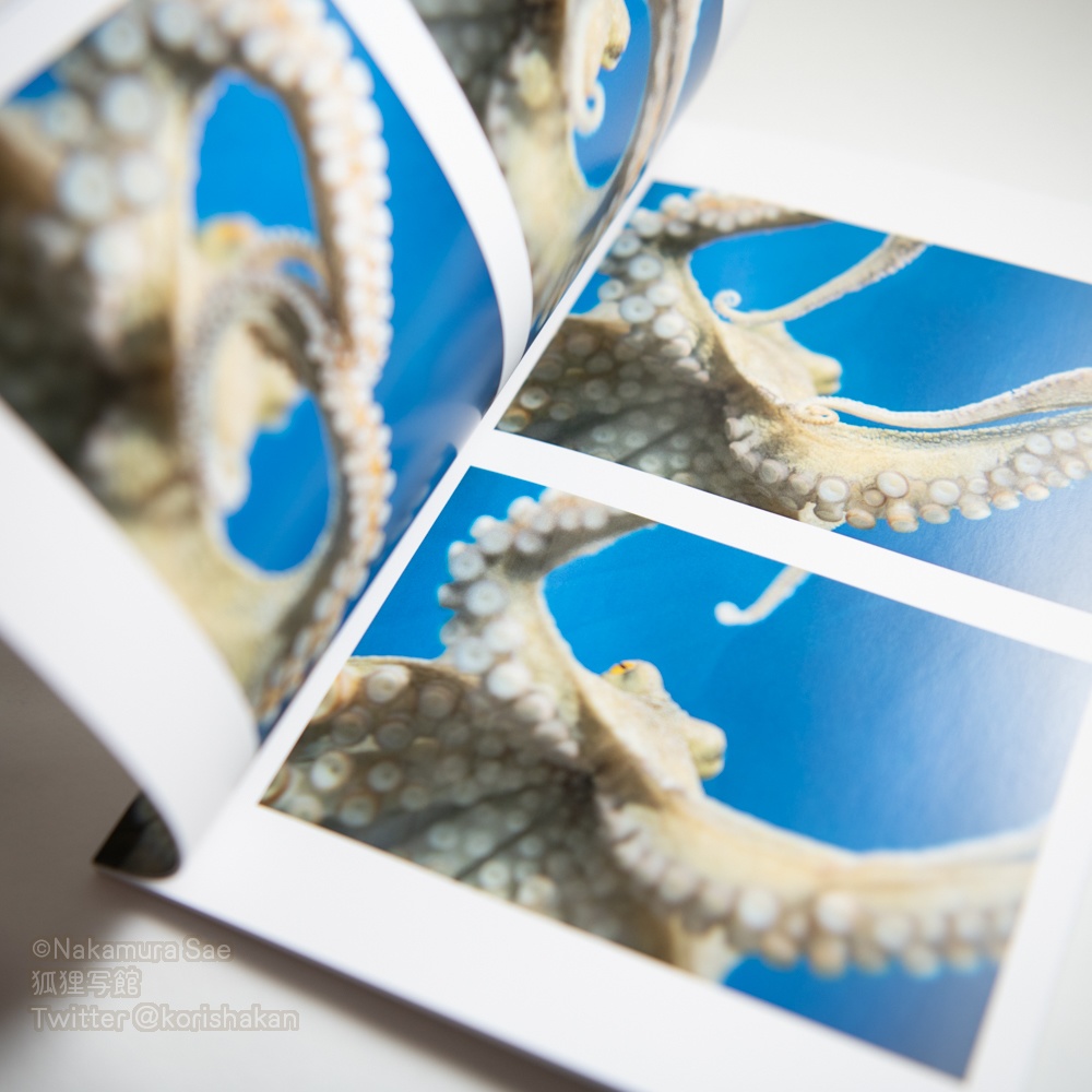 【アウトレット販売】マダコ(タコ)写真集「マダコかわいいよブック」