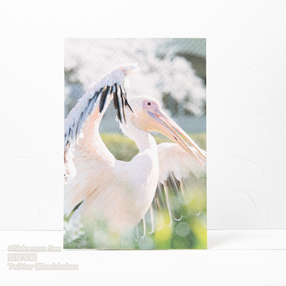 動物写真ポストカード