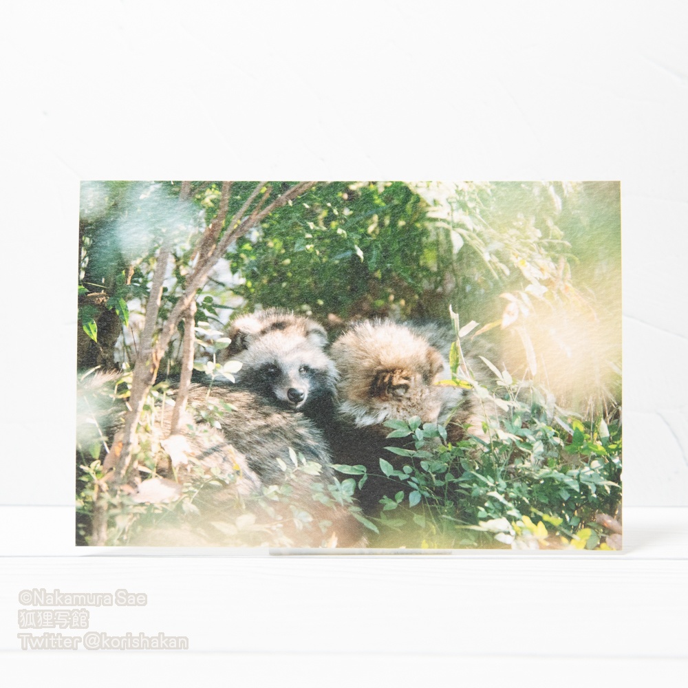 動物写真ポストカード