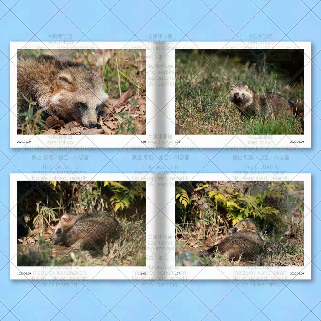 ホンドタヌキ写真集「たまたぬ2020(上)」