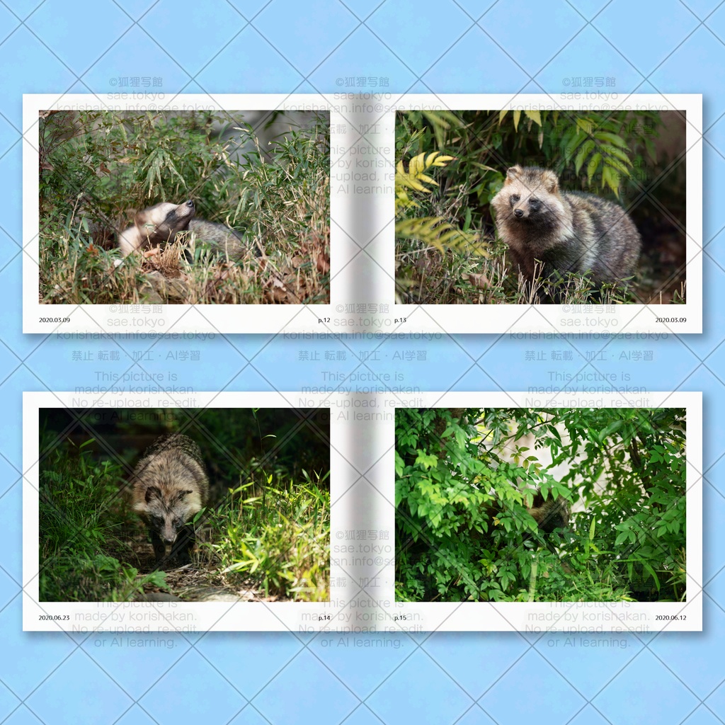 ホンドタヌキ写真集「たまたぬ2020(上)」