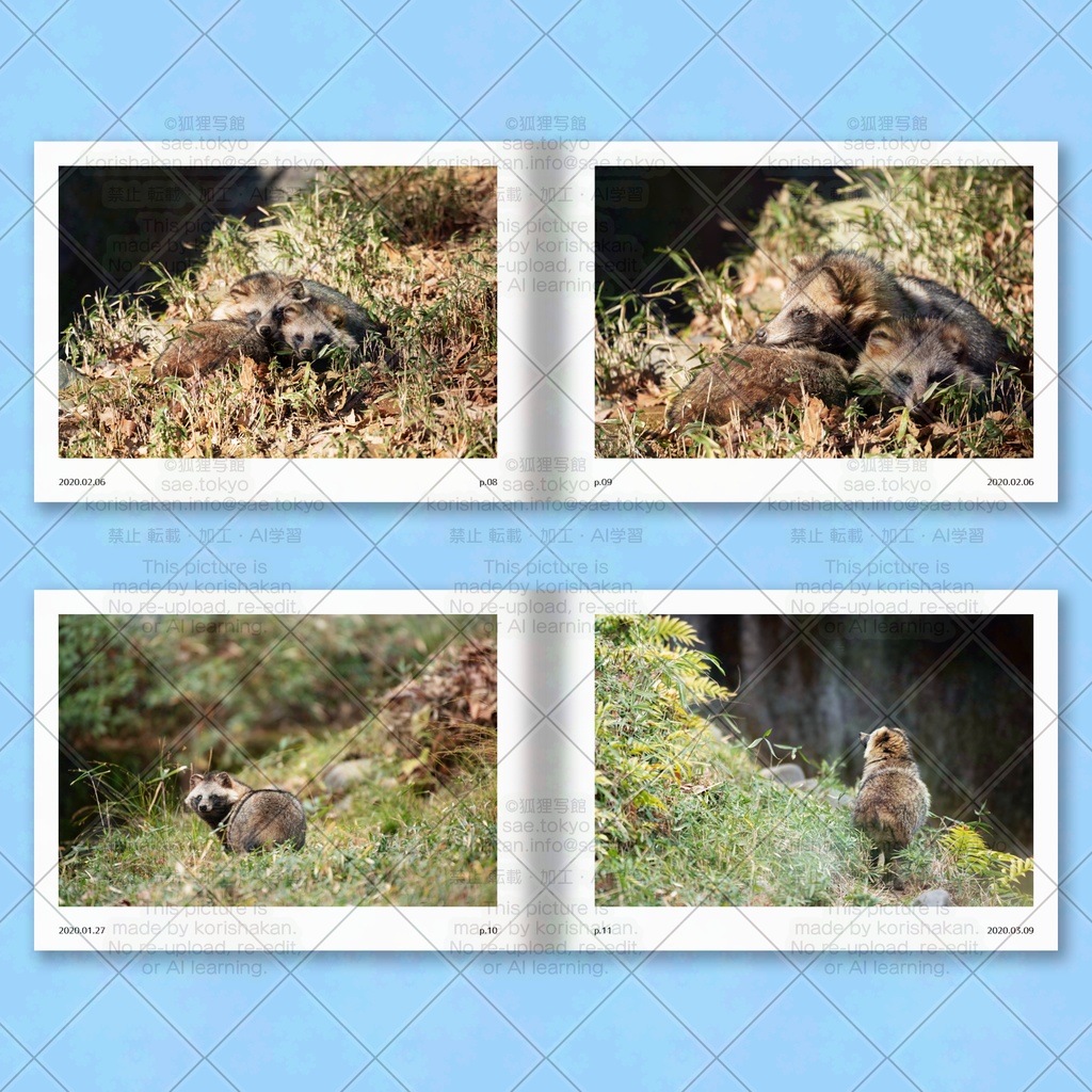 ホンドタヌキ写真集「たまたぬ2020(上)」