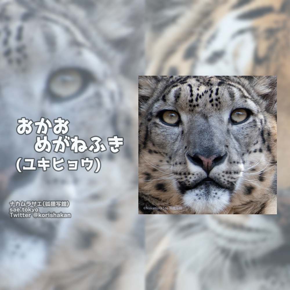 おかおめがねふき アムールトラ ユキヒョウ 狐狸写館 Booth出張所 Booth おかおめがねふき アムールトラ ユキヒョウ 狐狸写館 Booth出張所 Booth