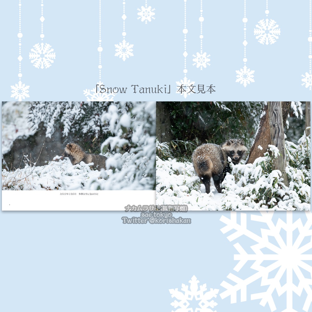 ホンドタヌキ写真集「Snow Tanuki」