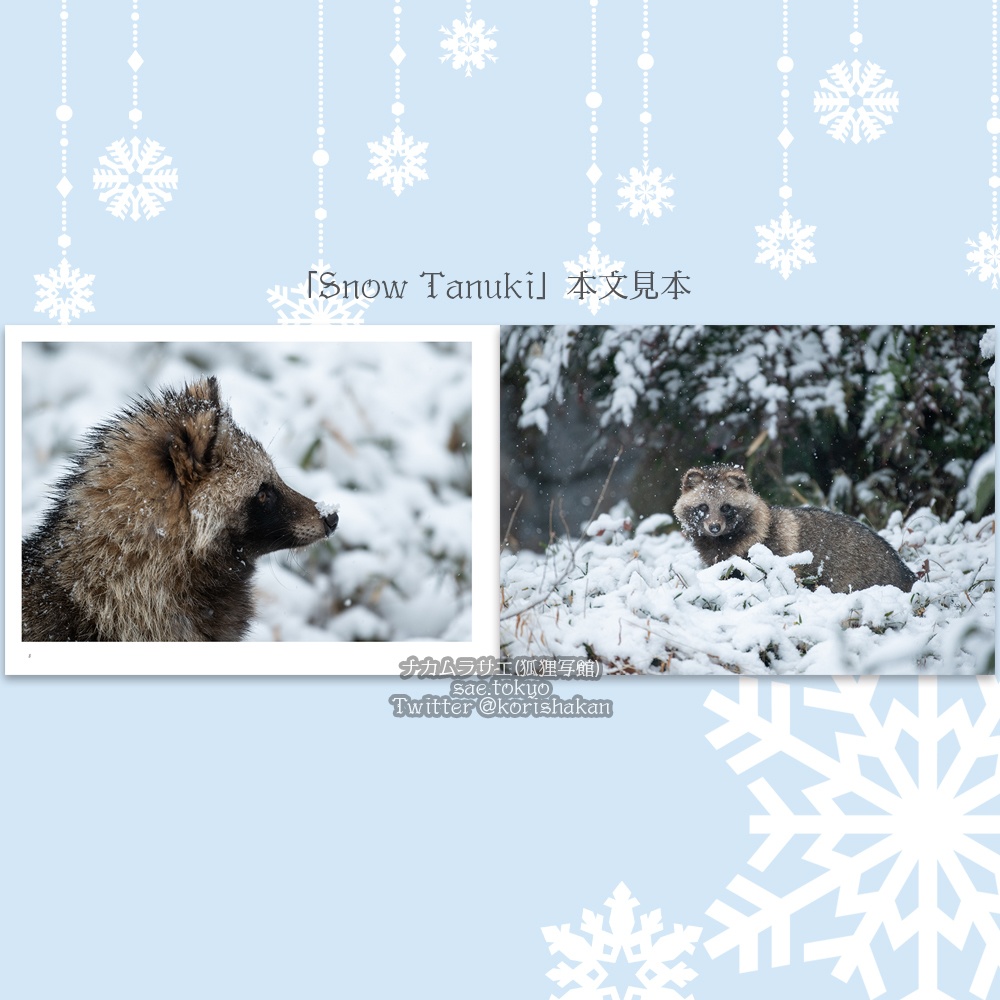 ホンドタヌキ写真集「Snow Tanuki」
