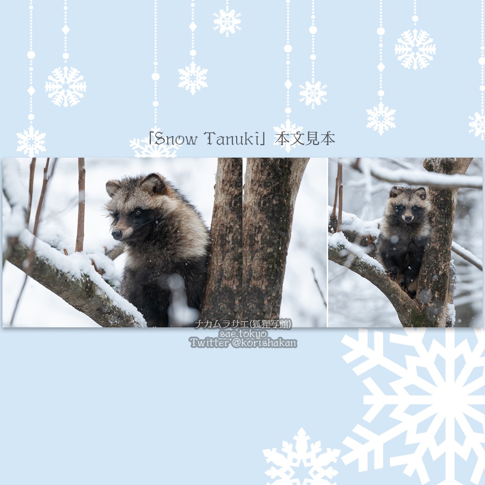 ホンドタヌキ写真集「Snow Tanuki」