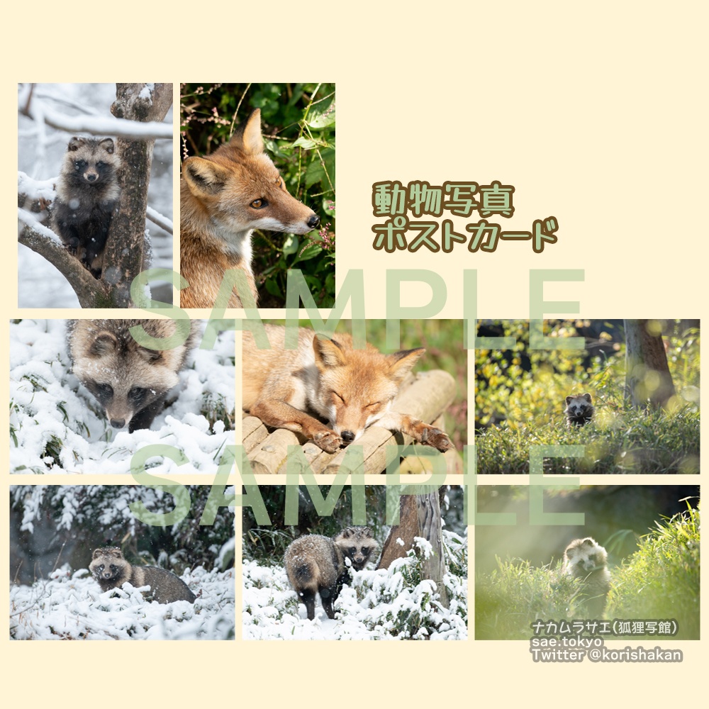 動物写真ポストカード（2022年12月）