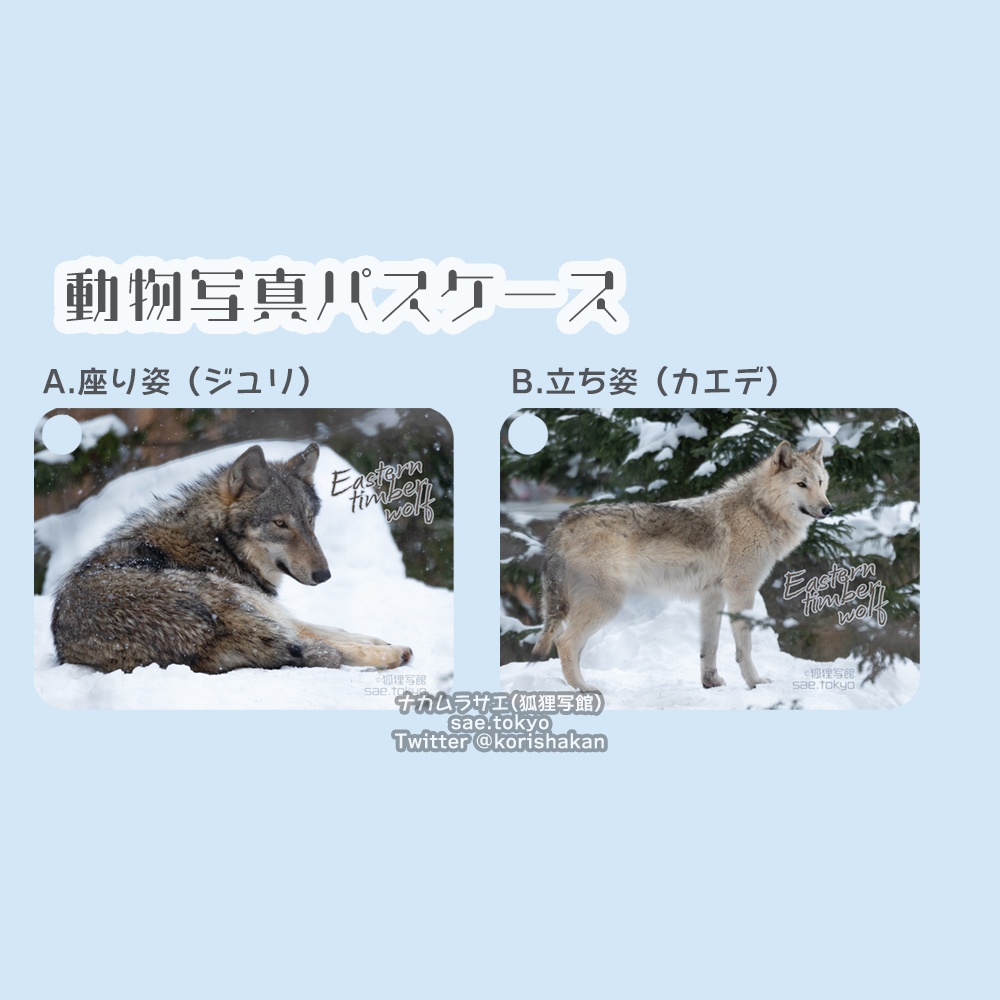 動物写真パスケース（円山動物園のシンリンオオカミ）