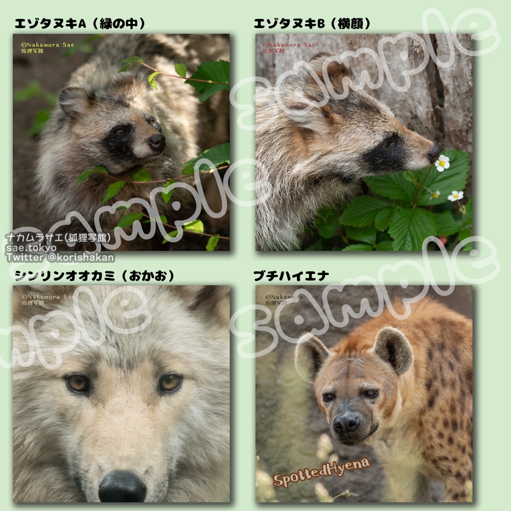 円山動物園の動物写真めがねふき（エゾタヌキ、オオカミ、ブチハイエナ）