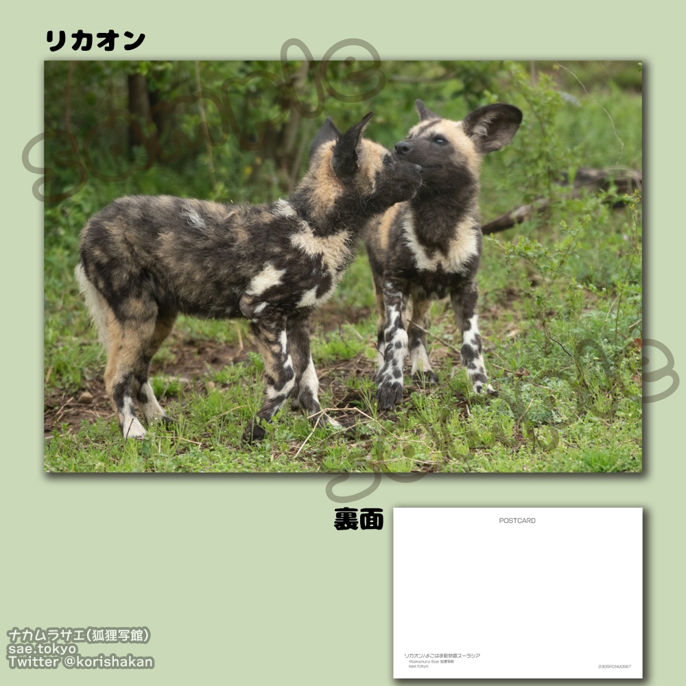動物園写真ポストカード
