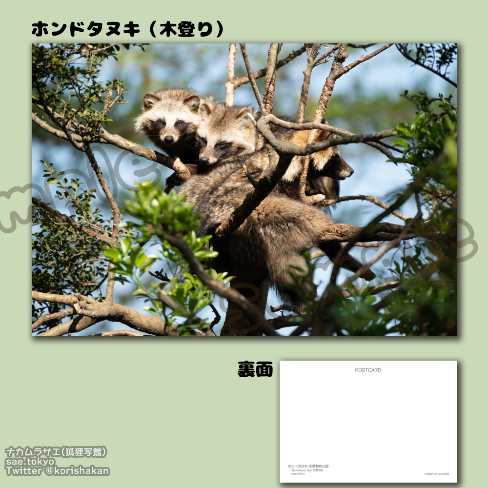 動物園写真ポストカード