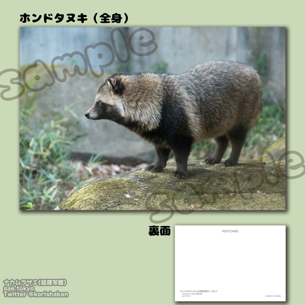 動物園写真ポストカード