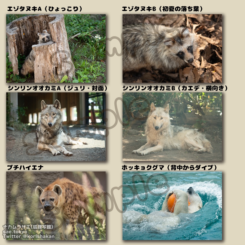 円山動物園の動物写真ポストカード（2023年7月）