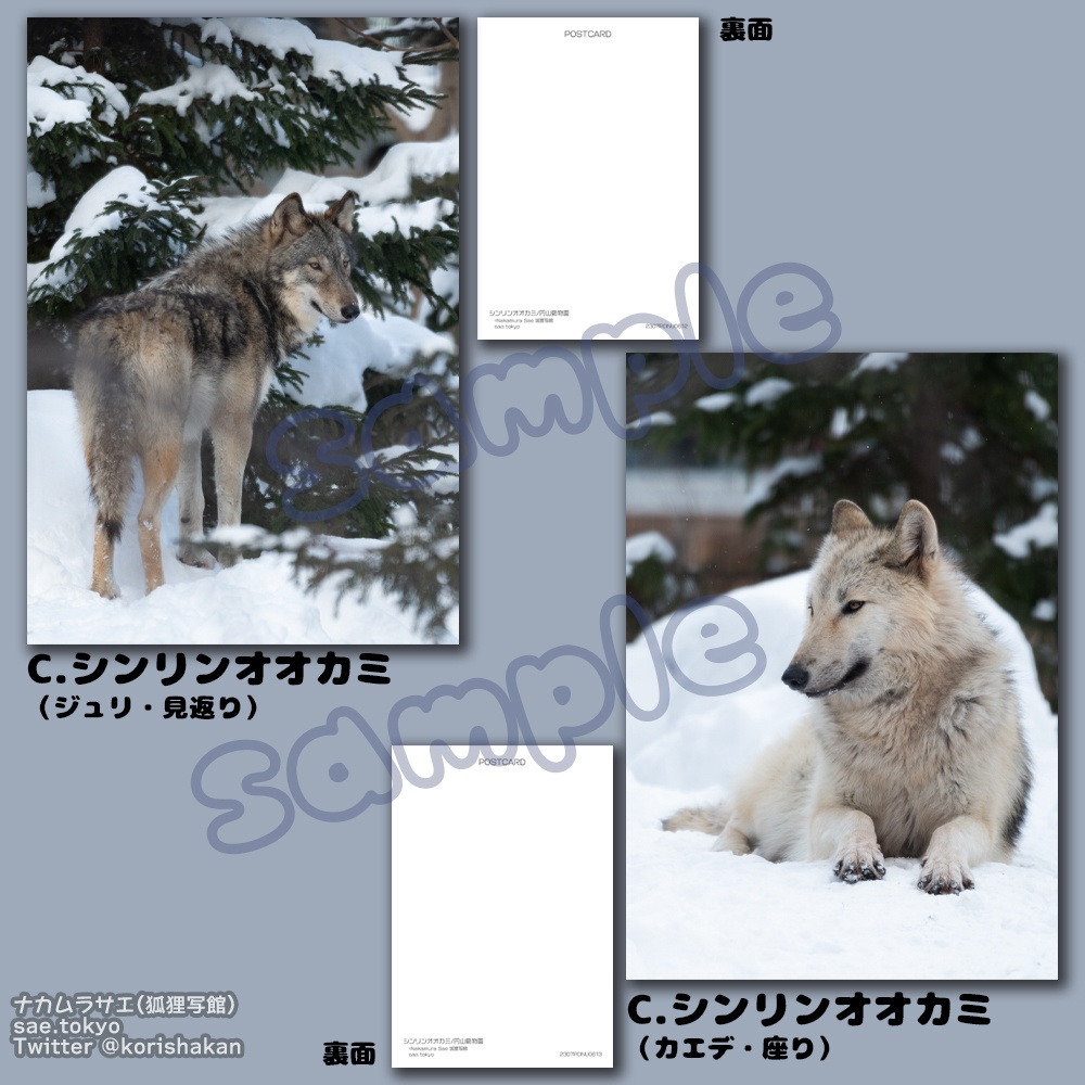 円山動物園の動物写真ポストカード(2023年7月・博物ふぇすてぃばる!)