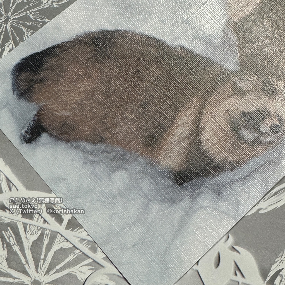 円山動物園の動物写真ポストカード(2023年7月・博物ふぇすてぃばる!)