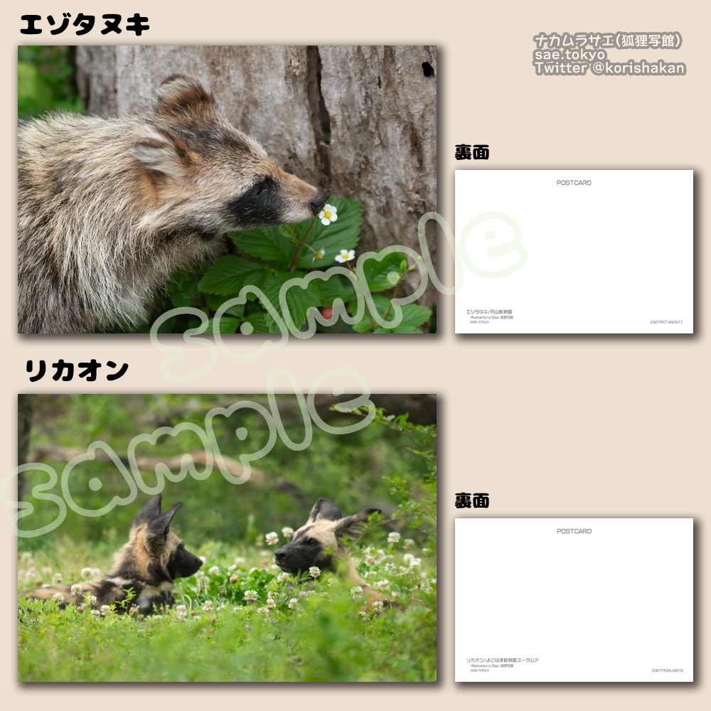 動物園写真ポストカード(2023年7月)