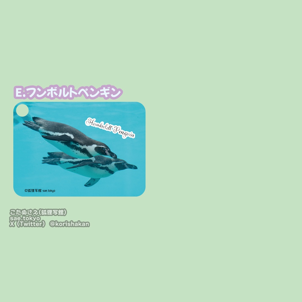 動物写真パスケース(2024年2月11日arteVarie)