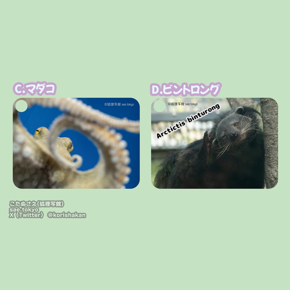 動物写真パスケース(2024年2月11日arteVarie)