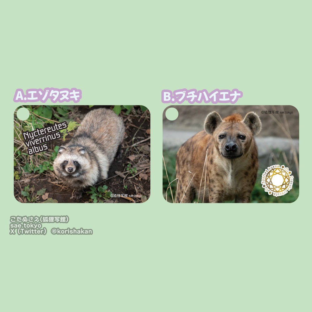 動物写真パスケース(2024年2月11日arteVarie)