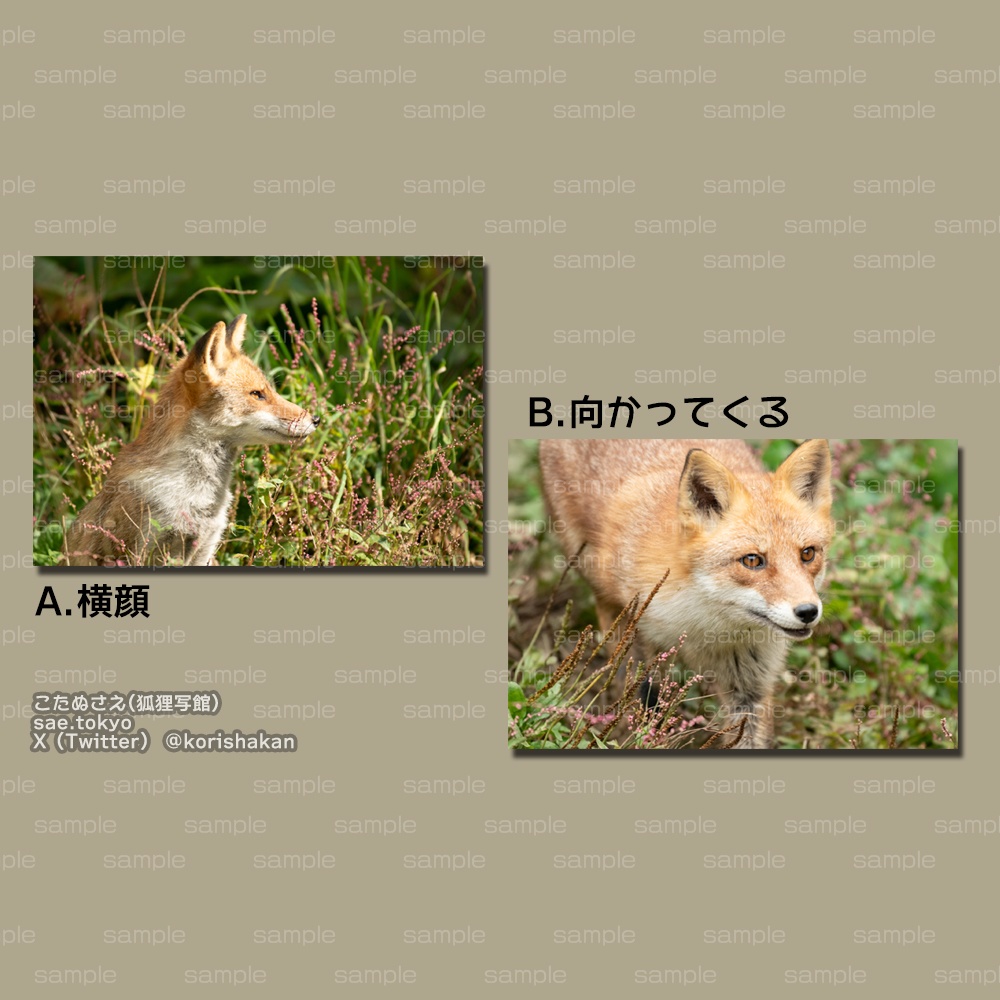 動物写真ポストカード（ホンドギツネ）（2024年5月）