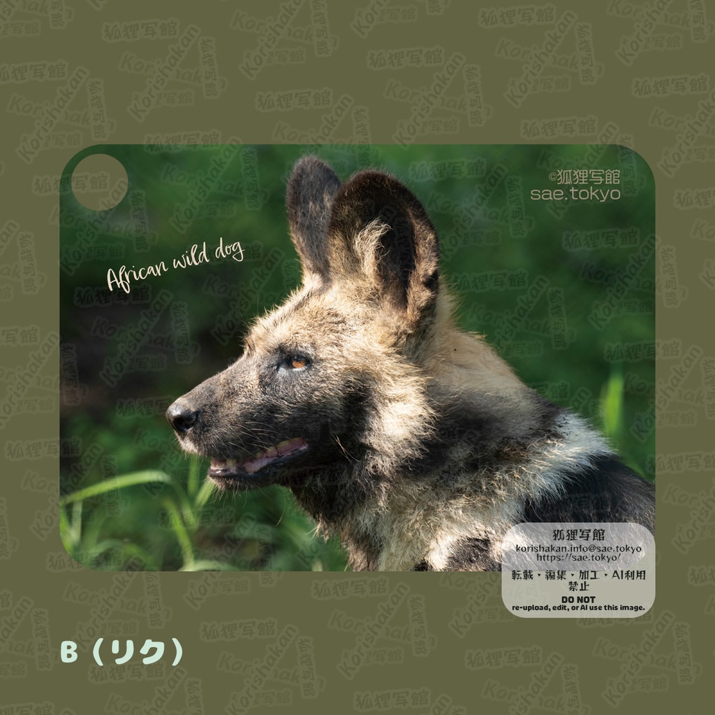 リカオンの写真パスケース(2023年ズーラシアフェス)