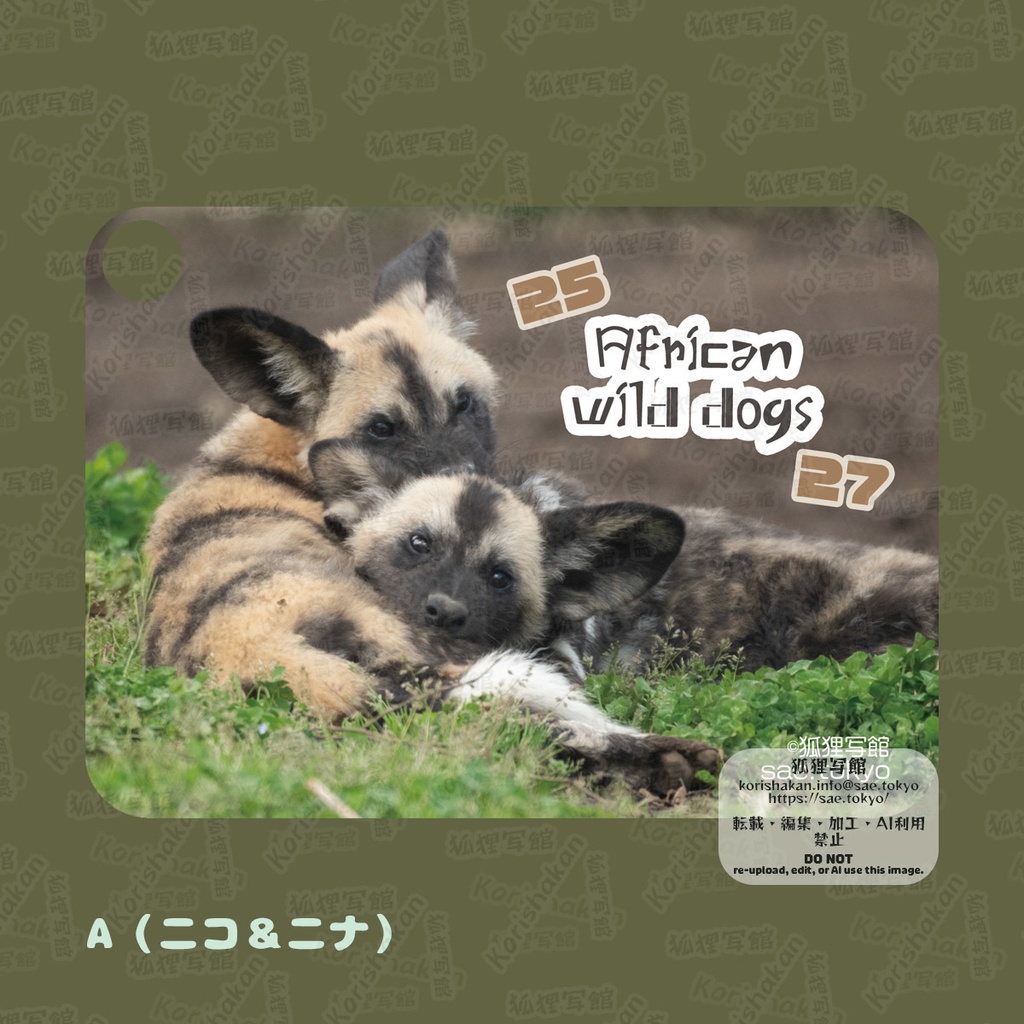 リカオンの写真パスケース(2023年ズーラシアフェス)