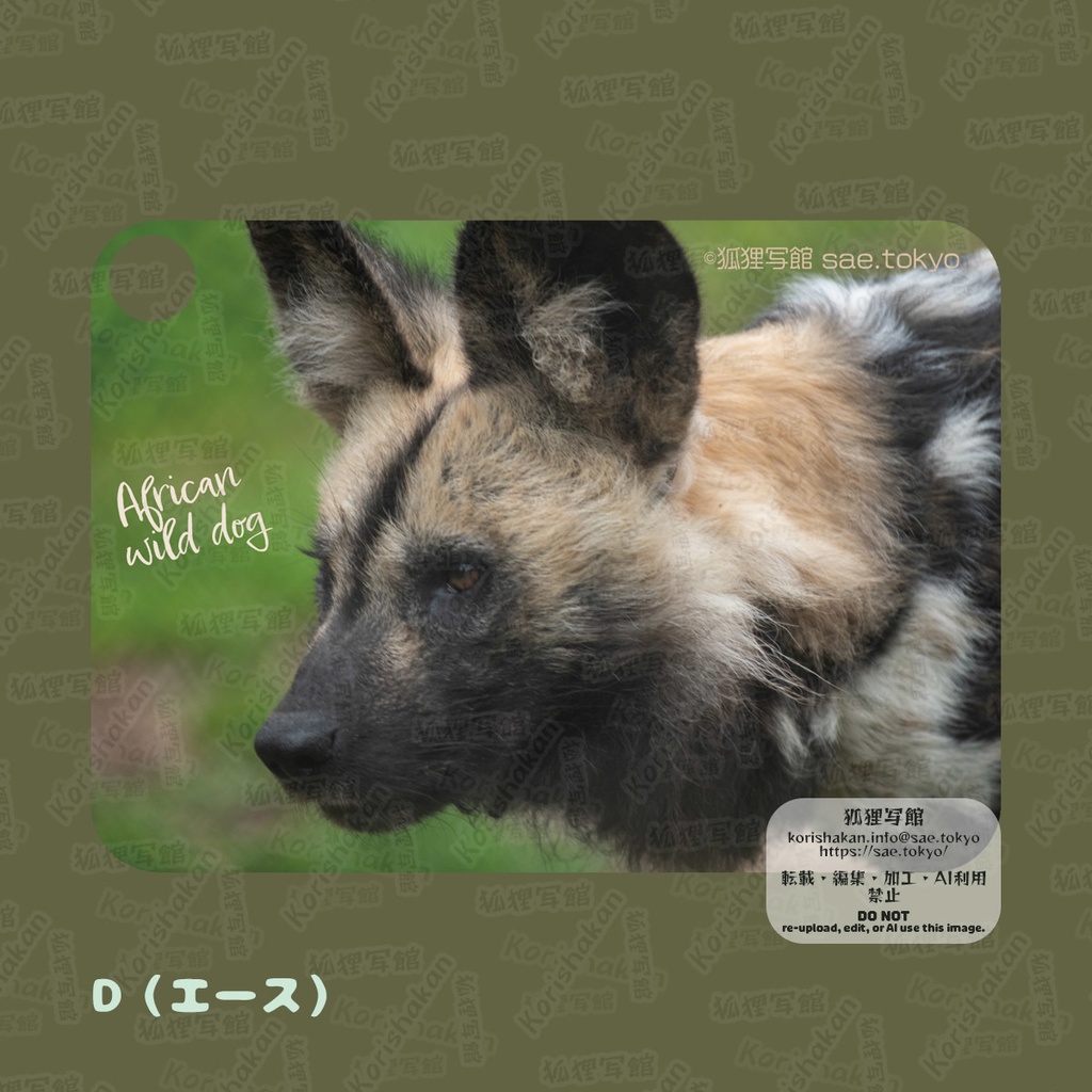 リカオンの写真パスケース(2023年ズーラシアフェス)