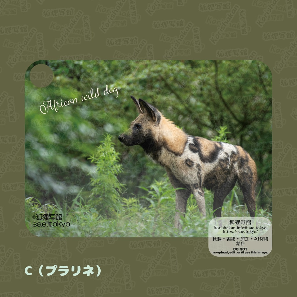 リカオンの写真パスケース(2023年ズーラシアフェス)