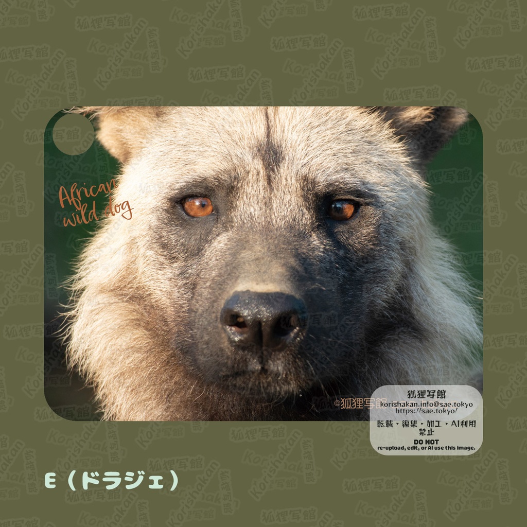 リカオンの写真パスケース(2023年ズーラシアフェス)