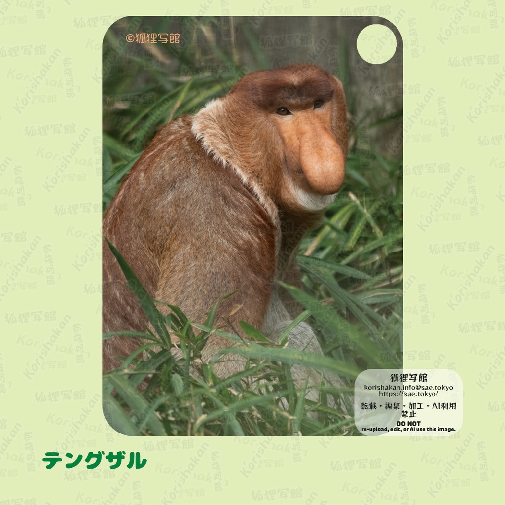 動物写真パスケース(2024年ズーラシアフェス)