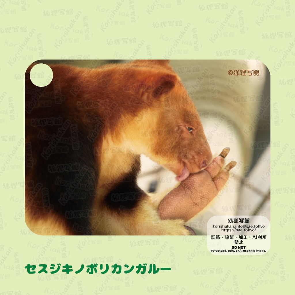 動物写真パスケース(2024年ズーラシアフェス)