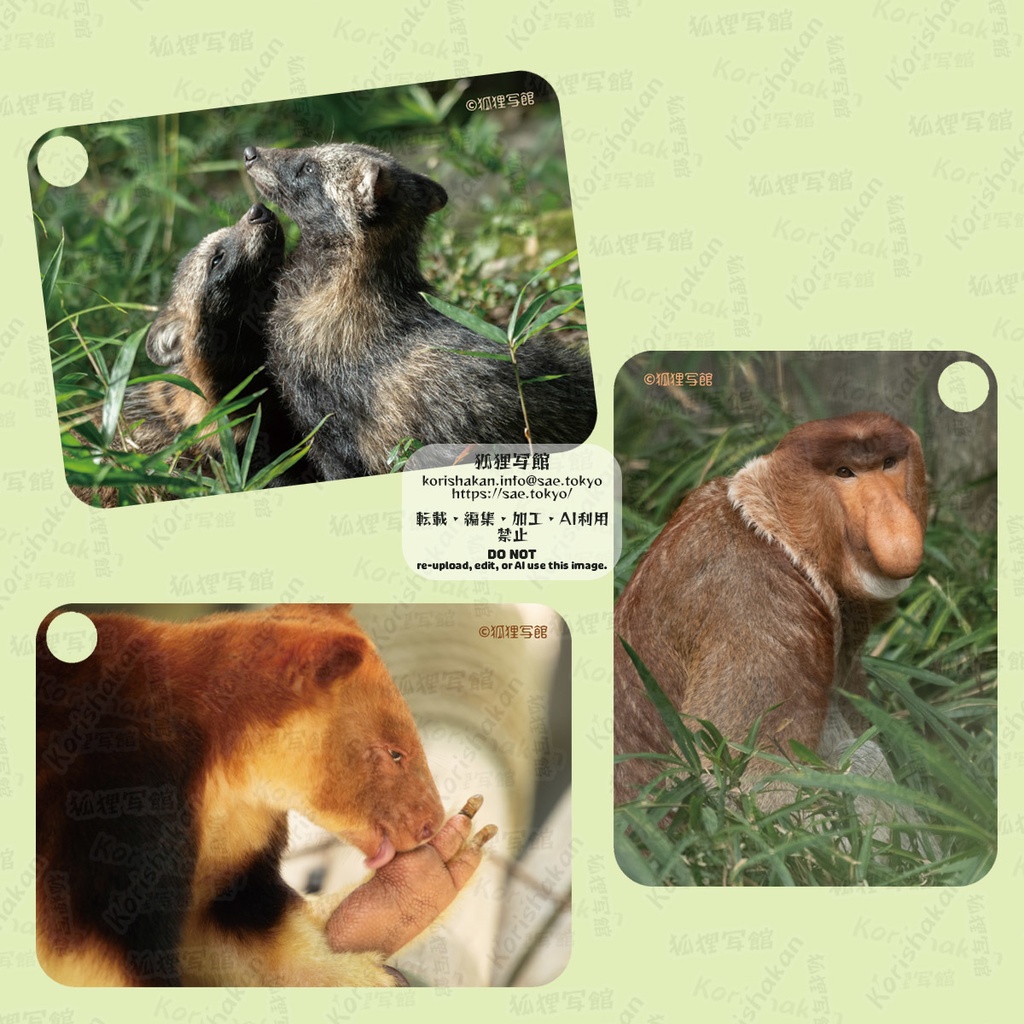 動物写真パスケース（2024年ズーラシアフェス）
