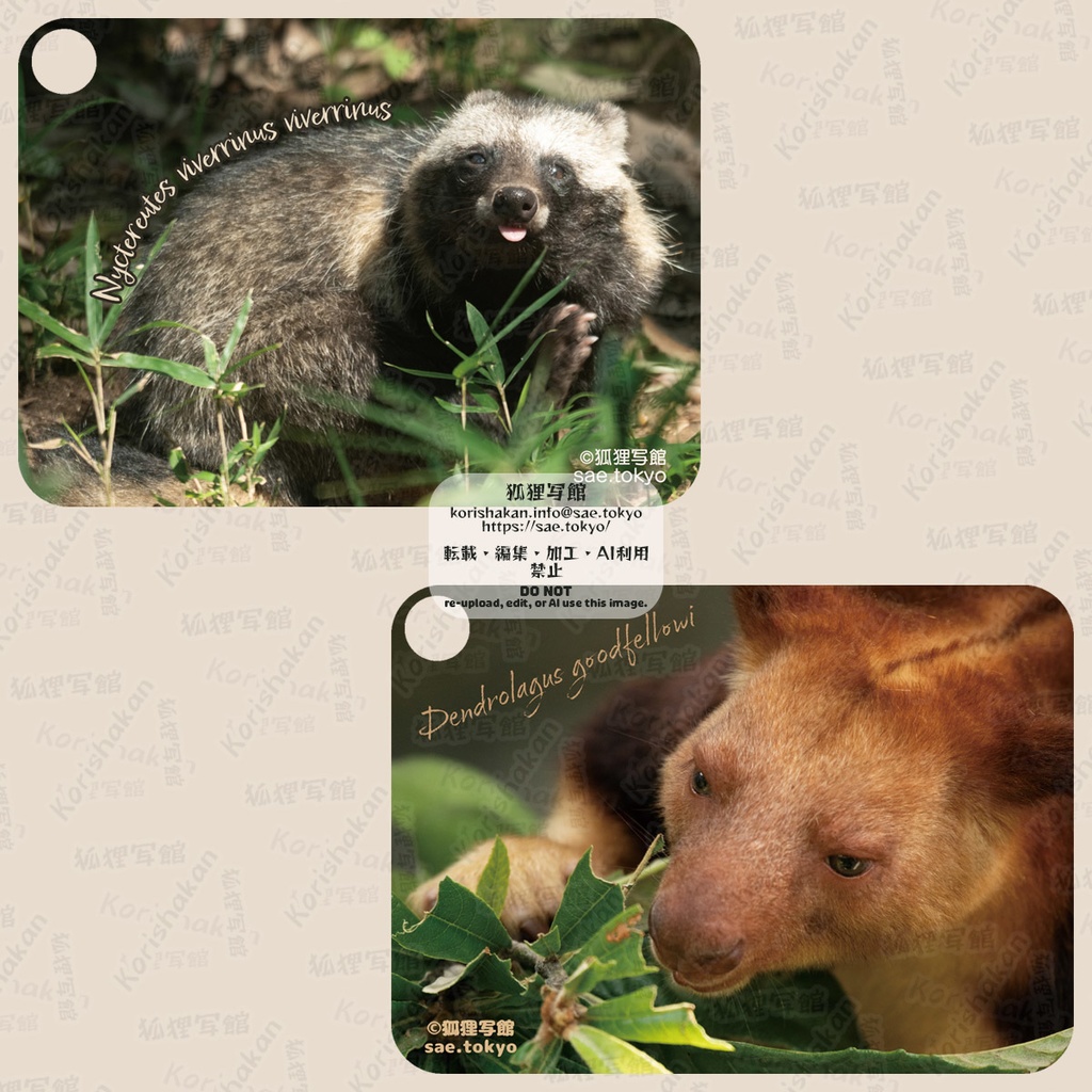 動物写真パスケース（2023年ズーラシアフェス）