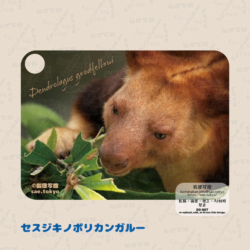 動物写真パスケース(2023年ズーラシアフェス)