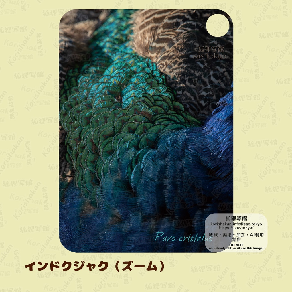 動物写真パスケース(2022年ズーラシアフェス)