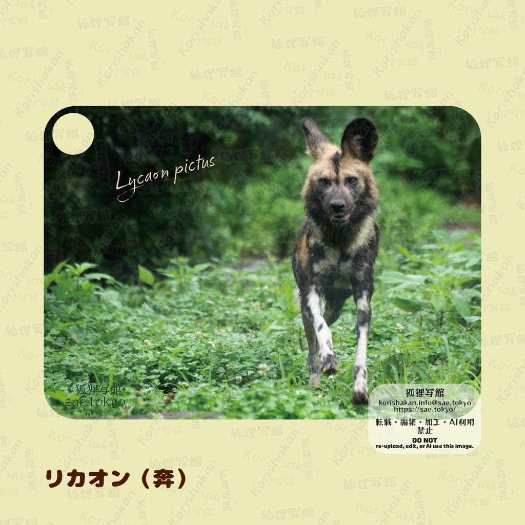 動物写真パスケース(2022年ズーラシアフェス)