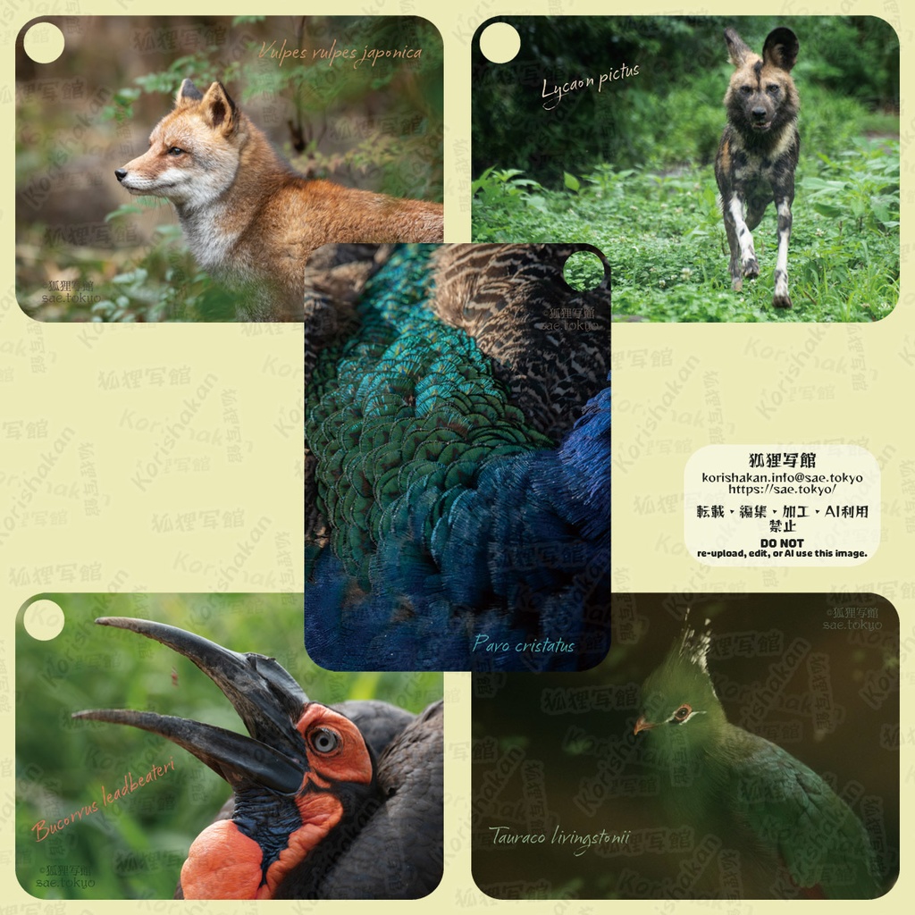 動物写真パスケース(2022年ズーラシアフェス)